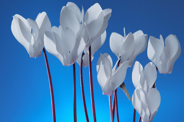 仙客來長(zhǎng)蟲怎么辦