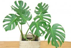 龜背竹葉子滴水有毒嗎，有毒（有腐蝕性和刺激性）