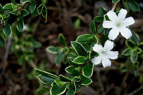 金邊六月雪的養(yǎng)殖方法和注意事項(xiàng)