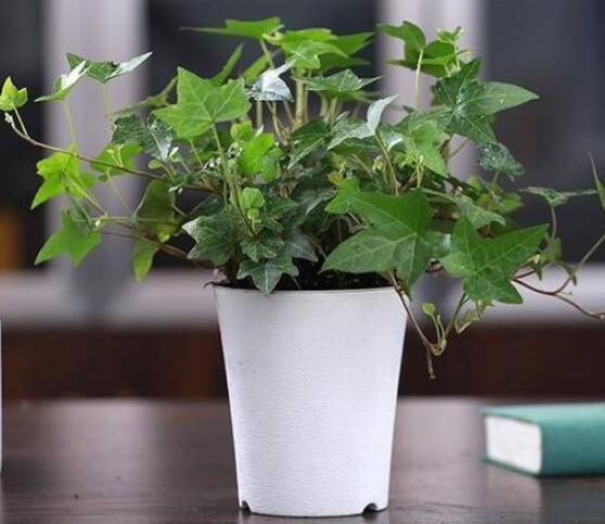 常青藤除甲醛嗎，每平方米可吸收甲醛1.48毫克