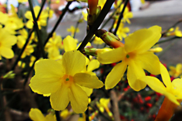 盆栽迎春花的養(yǎng)殖方法和注意事項