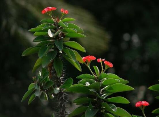 虎刺梅冬天養(yǎng)殖的禁忌，做好四個(gè)要點(diǎn)便可安然過冬