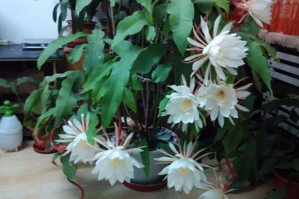 仙人球花和曇花的區(qū)別，顏色、大小、花瓣都可以進(jìn)行區(qū)分