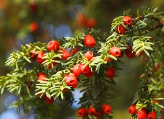 東北紅豆杉與南方紅豆杉有什么區(qū)別，介紹最簡(jiǎn)單的三種區(qū)別方法