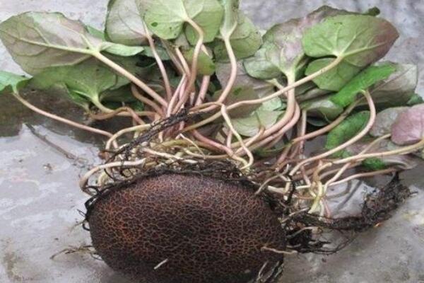 仙客來(lái)小苗怎么移栽