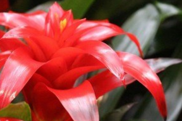 鴻運當(dāng)頭夏天能暴曬嗎