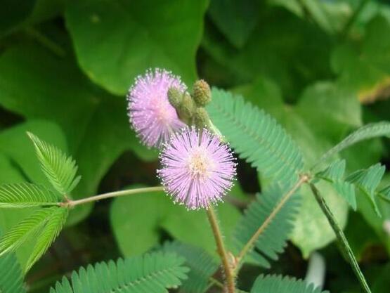 含羞草怎么養(yǎng)活，做好五個(gè)要點(diǎn)存活率百分百