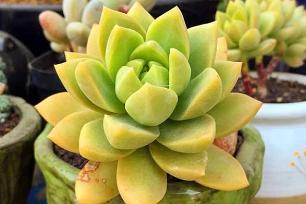 寶石花的花語及傳說，代表著富貴、永恒