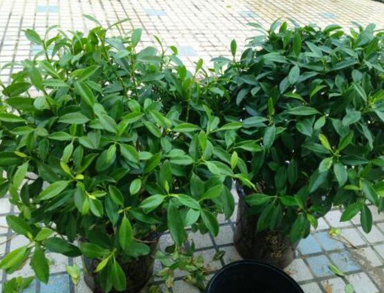 平安樹的花語，祈求平安、闔家幸福、萬事如意