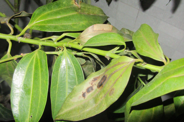 平安樹葉子下垂怎么急救，增光排濕/適當(dāng)追肥