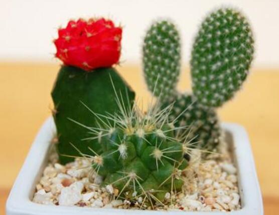 仙人掌適合在室內(nèi)種植嗎，吸收二氧化碳、釋放氧氣/天然氧吧