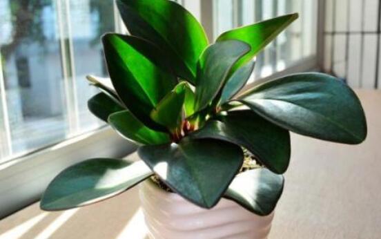 紫邊碧玉椒草的養(yǎng)殖方法和注意事項嗎，老農(nóng)教你六大基本養(yǎng)殖方法