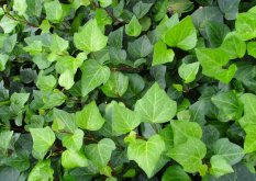 常春藤葉片發(fā)黑怎么辦，可能是得了灰霉病