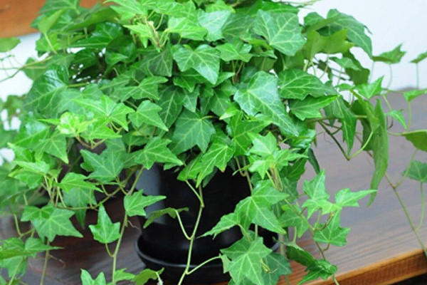 常青藤葉子發(fā)黃干枯