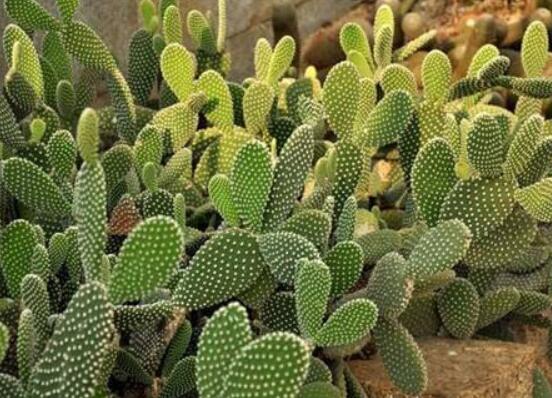 仙人掌怎么澆水和施肥，教你三個步驟便可生長枝葉翠綠