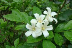 九里香快速粗枝，保證光照、養(yǎng)分充足