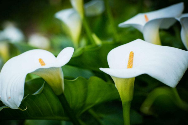 馬蹄蓮開花后怎么處理，花后1~2周進(jìn)行修剪