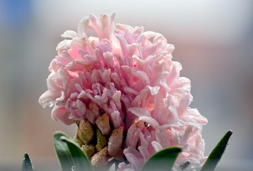 風(fēng)信子可以用水養(yǎng)嗎，可以/但是要注意及時(shí)換水和補(bǔ)充營(yíng)養(yǎng)