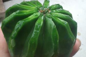 仙人球可以吃嗎，仙人球花的藥用價(jià)值