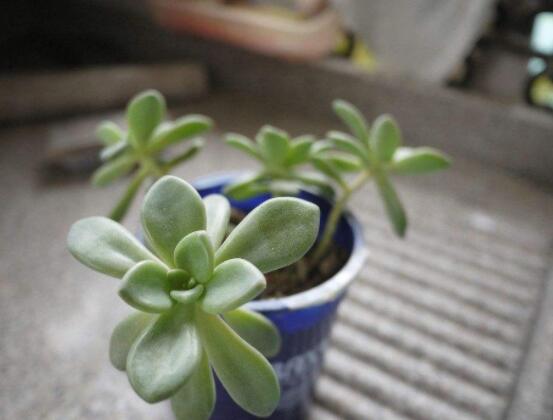 寶石花特點(diǎn)是什么，藥用價(jià)值是最大特色