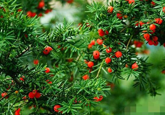 紅豆杉雌雄株怎樣分辨，教你最直觀簡(jiǎn)單三種分辨方法