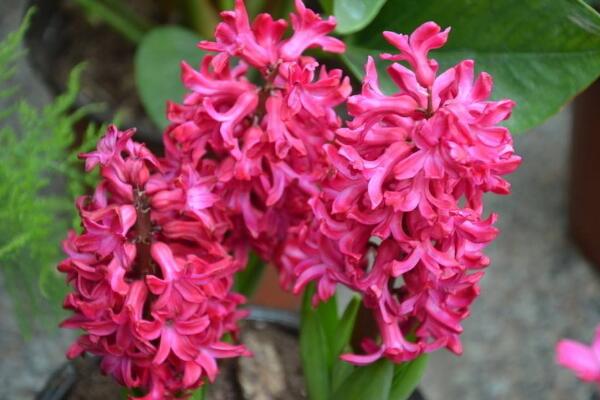 風(fēng)信子花謝了怎么處理，花謝了不要丟、保留種球來(lái)年還可以開(kāi)花