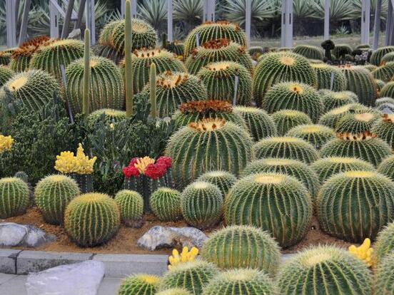 仙人掌的用途與價(jià)值，清熱解毒、消炎解暑、開胃健脾、清咽潤(rùn)肺