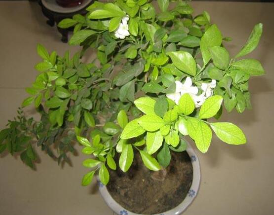 九里香多大開花，幼苗開花需3-4年/成株年年開花