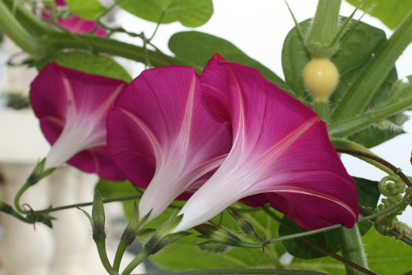 牽?；ㄔ诒狈侥苓^冬嗎