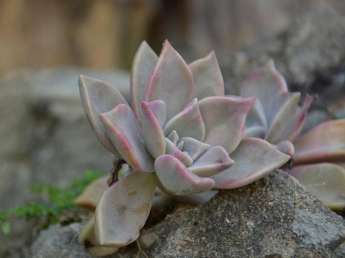 寶石花的繁殖方法，葉插和插穗操作方法