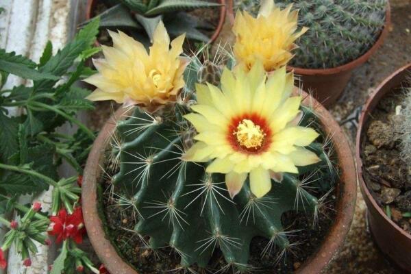 仙人球開(kāi)花后怎么處理，保證光照充足并減少澆水