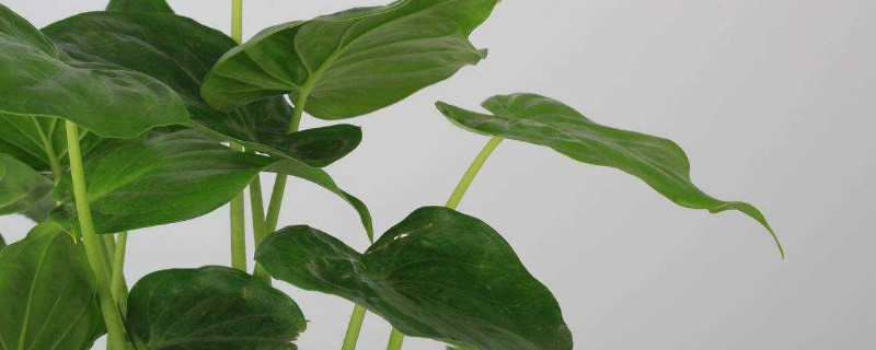 如何讓滴水觀音長(zhǎng)側(cè)芽