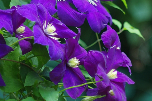 紫羅蘭會(huì)開(kāi)花嗎長(zhǎng)什么樣