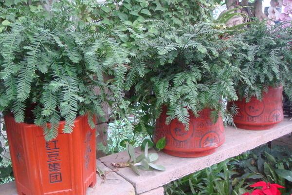 紅豆杉要公母同養(yǎng)嗎，只有公母同樣才能開花結(jié)果