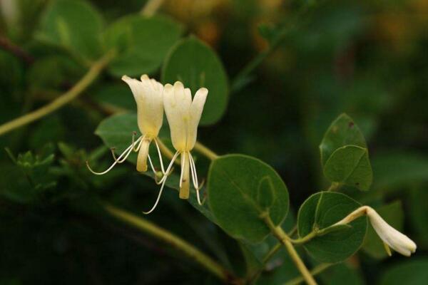四季金銀花種植技術(shù)，早春時期種植成活率最高