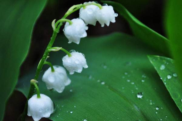 風(fēng)鈴花的寓意是什么