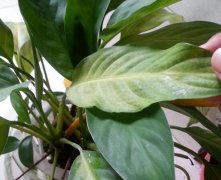 一帆風(fēng)順的葉子發(fā)黃怎么辦，六步讓它恢復(fù)生機