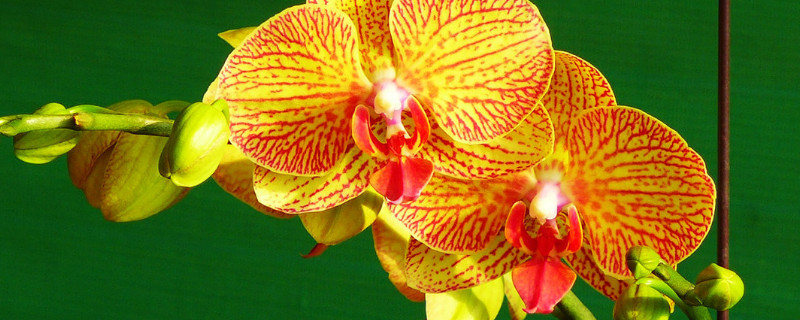 蝴蝶蘭的根部長出的莖是什么