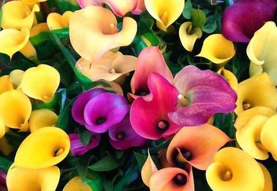 彩馬蹄蓮的養(yǎng)殖方法，做好五個要點花開艷麗