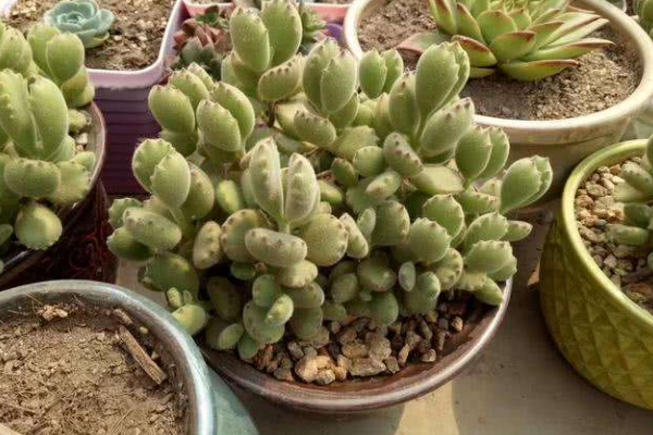 多肉植物熊童子掉葉子，找出問題的原因及時(shí)處理