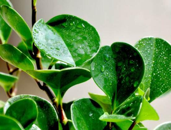 花卉小家碧玉怎么養(yǎng)，老農(nóng)總結(jié)八大基本方法