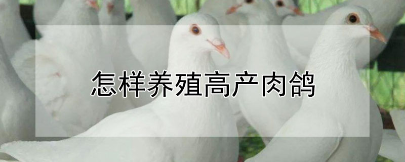 怎樣養(yǎng)殖高產(chǎn)肉鴿