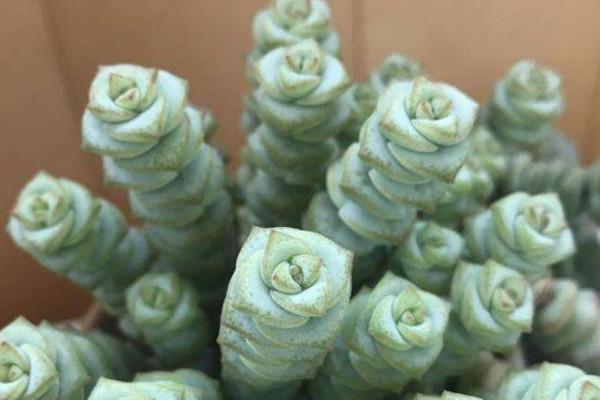 錢(qián)串子植物有毒嗎