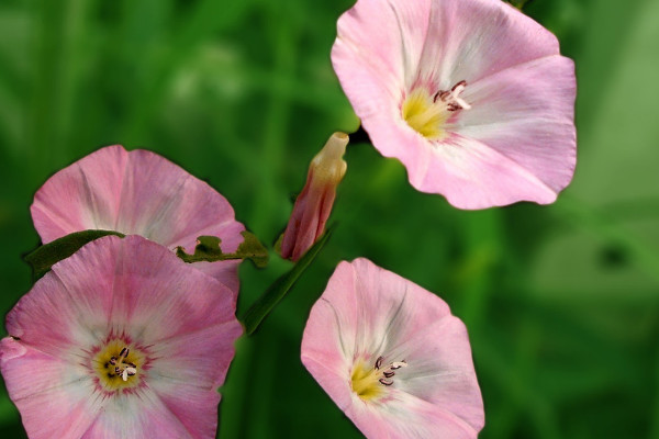 牽?；ǚN子能吃嗎