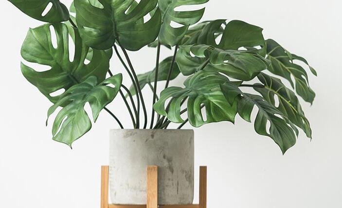 龜背竹多久澆一次水，不同的季節(jié)澆水的時(shí)間也不同