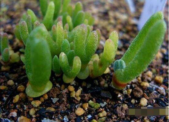 碧光環(huán)多肉怎么分栽，教你五個(gè)步驟盆盆爆滿