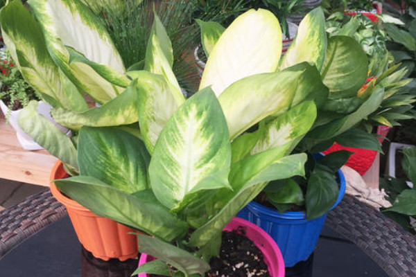 萬(wàn)年青的盆栽方法