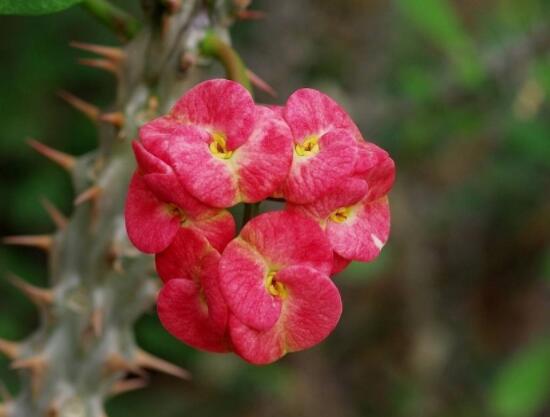 虎刺梅擺放風(fēng)水，陽臺與庭院風(fēng)水寓意最好(避兇化煞)