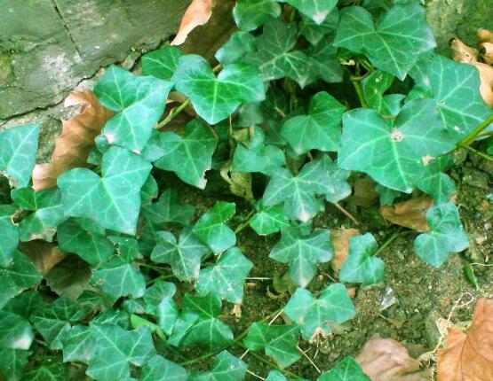 常春藤的養(yǎng)殖方法和注意事項(xiàng)，老農(nóng)總結(jié)八大基本方法