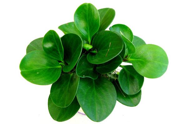 碧玉花植物如何移栽，簡單三步教你扦插成活